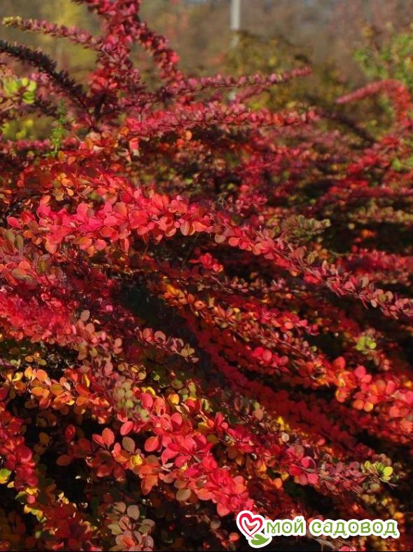 Барбарис Тунберга «Грин Карпет»