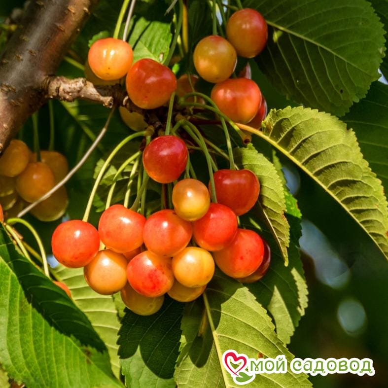 Черешня Генеральская