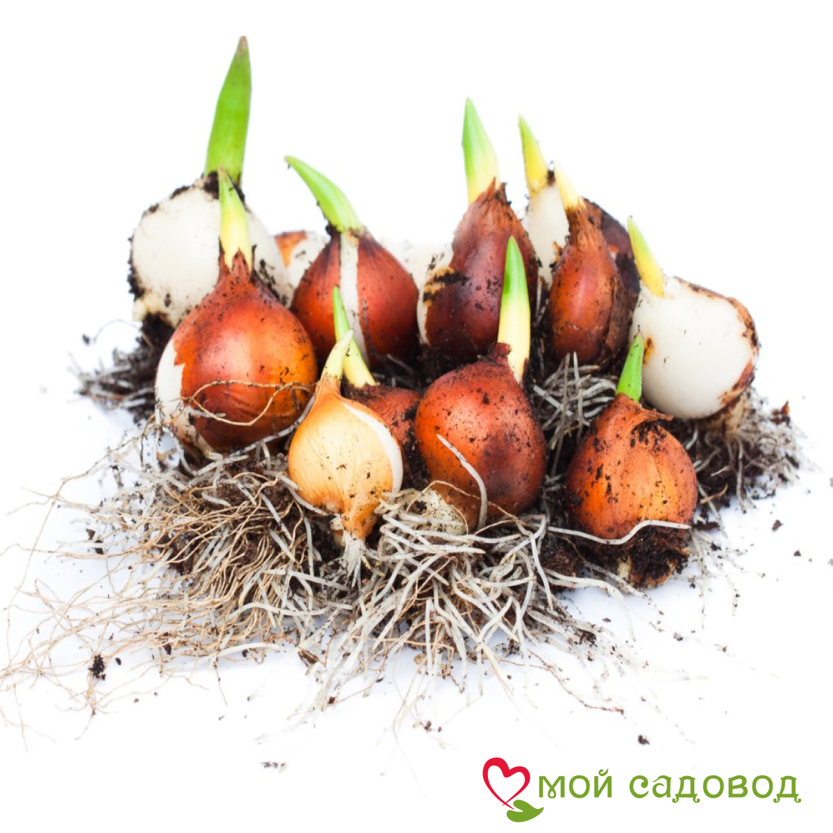 Тюльпан Эирпрайз