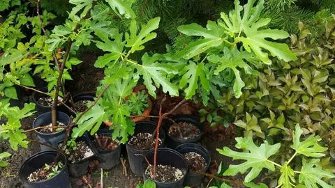 Инжир Турецкий Белый